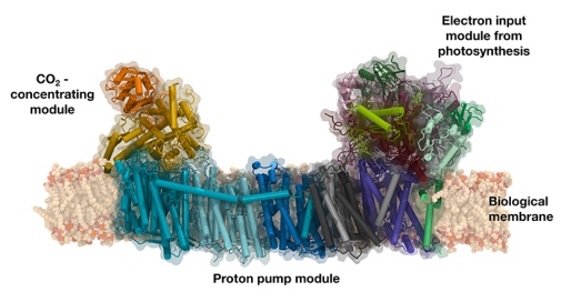 Molekylstrukturen på det fotosyntetiska komplex I-proteinet i cyanobakteriens tylakoidmembran