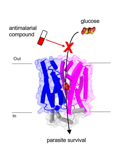 Transportproteinet PfHT1