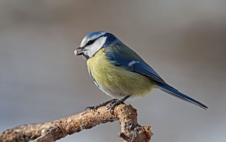 Bluetit with seed.