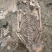 Vuxen man begravd i Sigtuna på 1000-talet. Upptäcktes 2008. Foto: Sigtuna museum