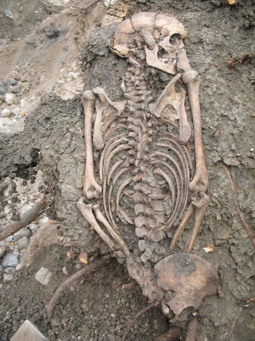 Adult man buried in Sigtuna in the 11th century. Photo: Sigtuna museum