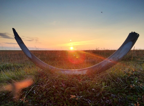 Mammoth tusk in Siberia. Photo: Love Dalén