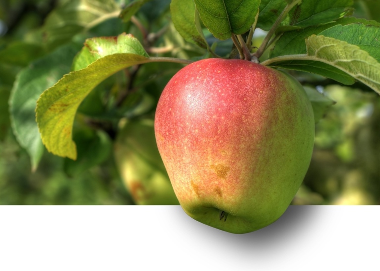 Äpple Image by Ralf Kunze from Pixabay