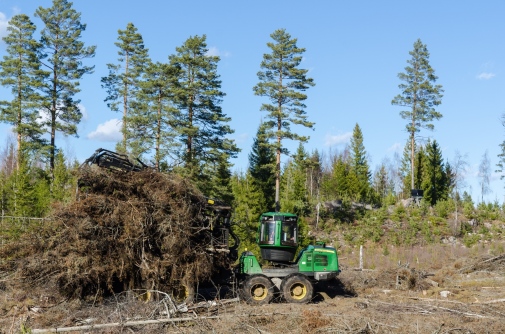 Skogsavverkning