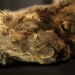 The cave lion Spartak was found in Siberia a few years ago. Photo: Love Dalén