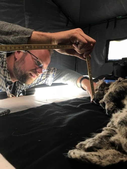 Love Dalén examines the cave lion Spartak. Photo: Jacquelyn Gill