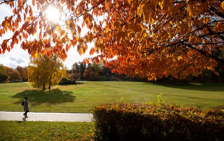 The Frescati campus during autumn. Photo: Ingmarie Andersson