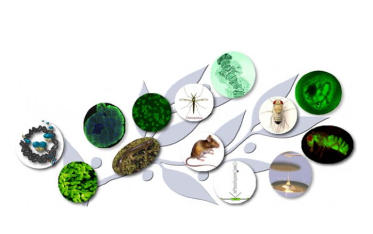 Cells, plants, mice, fruit flies