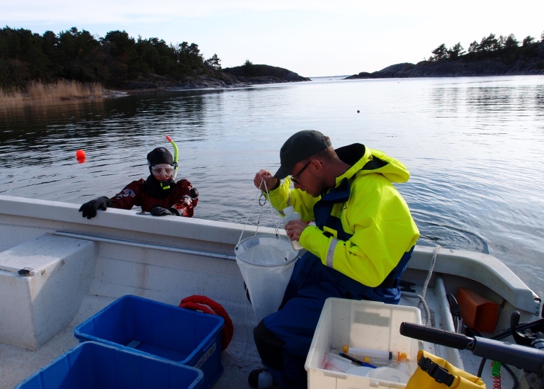 Johan Eklöf studerar fångsten i en planktonhåv. Foto: Ulf Bergström