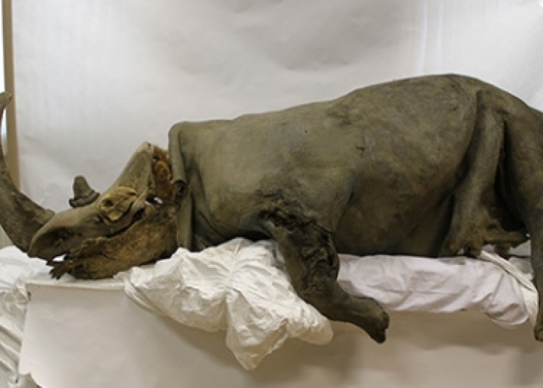 Vuxen ullhårig noshörning funnen vid Kolymafloden i Ryssland. Foto: Sergey Fedorov