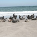 Grey seals lying on a sandy beach on the island of Helgoland in North Sea, Germany. Credit: Aikateri
