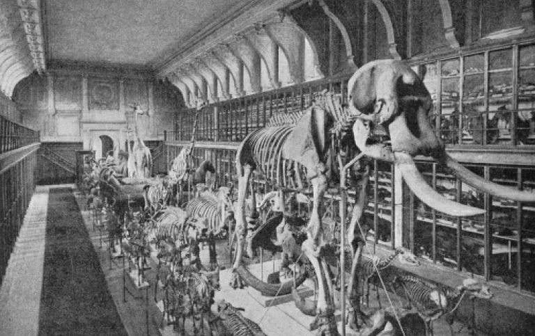 Swedish Museum of Natural History, the collection of mammals at Westman Palace 1897.