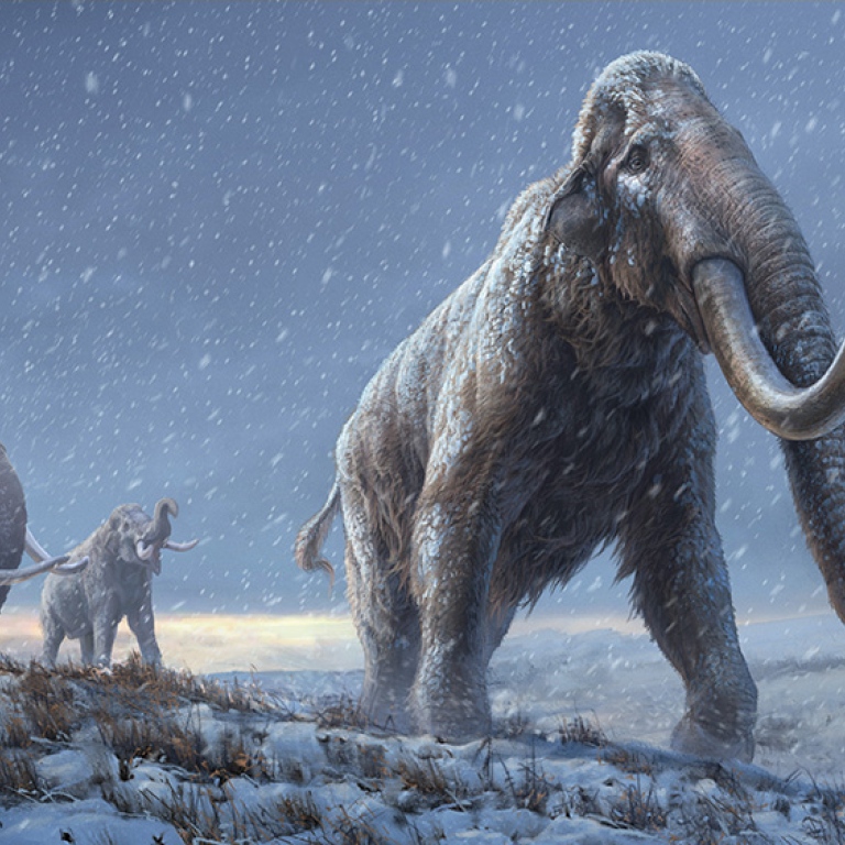 The illustration represents a reconstruction of the steppe mammoths that preceded the woollymammoth