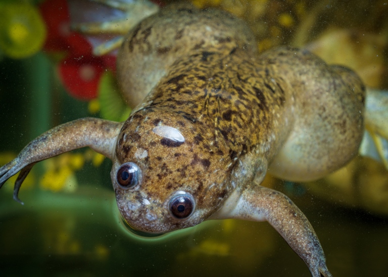 African clawed frog