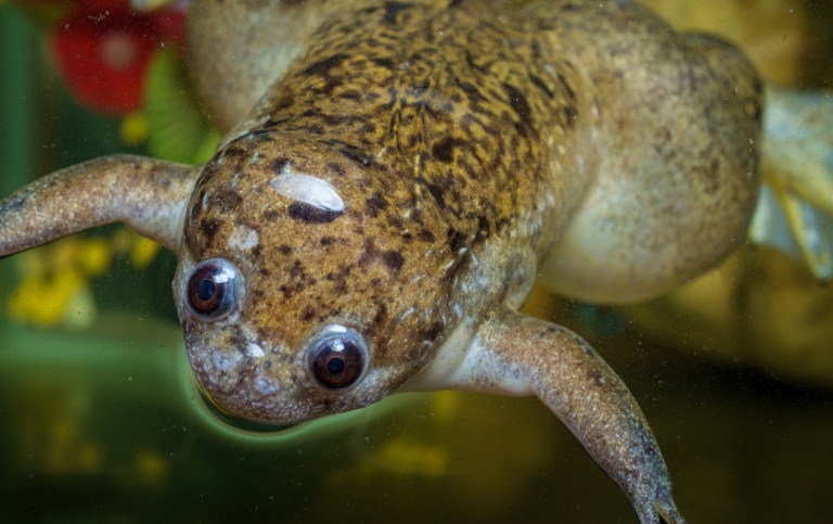 African clawed frog