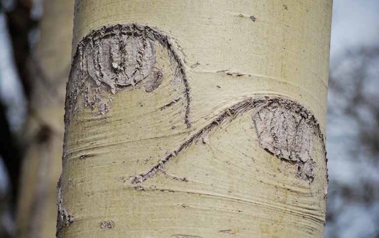 Trädstam, detalj
