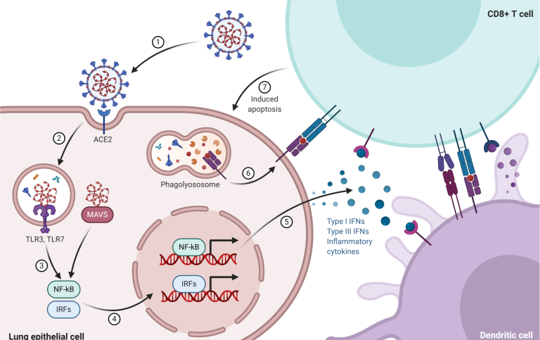 Immunologi bild
