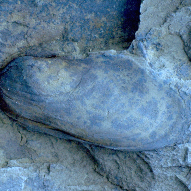 fossil of freshwater bivalves (one kind of freshwater molluscs)