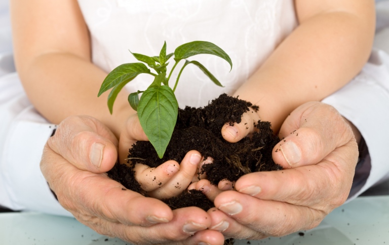 Child and adult hands holding a new plant
