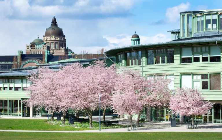 Blooming cherry trees outside Geovetenskapens hus. Photo: Anna-Karin Landin