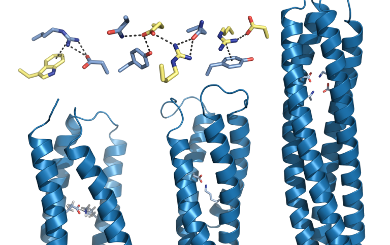 Konstgjorda proteiner med laddade nätverk som Kaila och hans team designade.