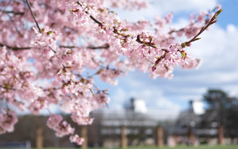 Cherry blossoms at Frescati. Photo by Anna-Karin Landin.