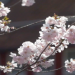 Sherry tree with pink flowers. Photo: Mediaproduction, SU