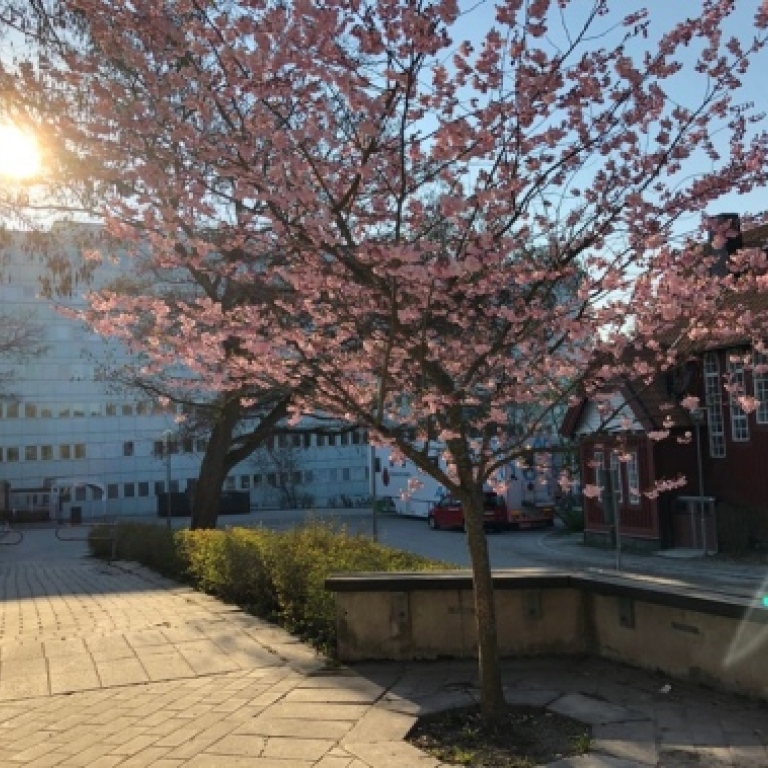 Tree in front of building