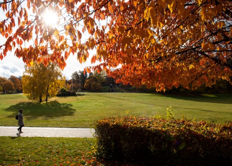 Person walking through campus on a beautiful autumn day.