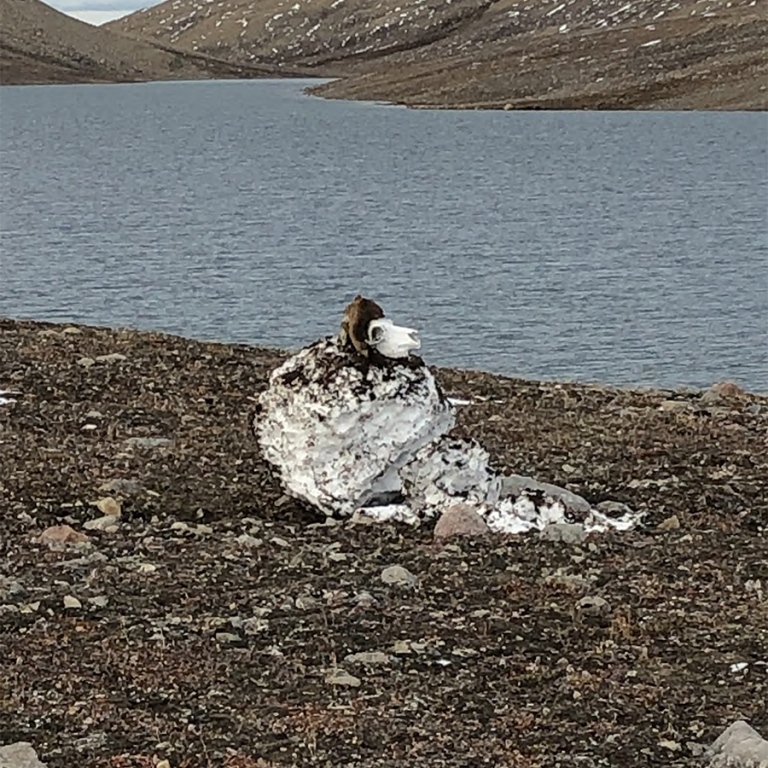melted musk ox demon (snowman with a musk ox cranium on)