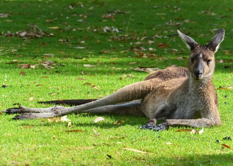 Känguru 