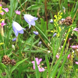 Bluebell and biodiversity. Photo Jessica Lindgren.