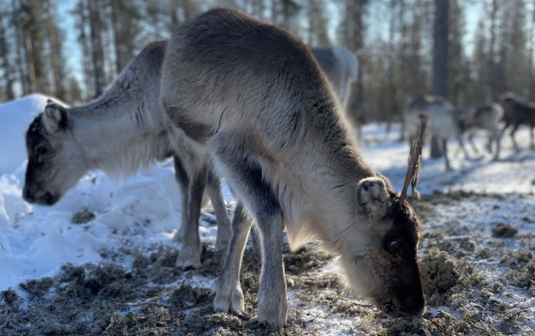 Reindeer calves on winter pasture. Photo Calle Österlin.