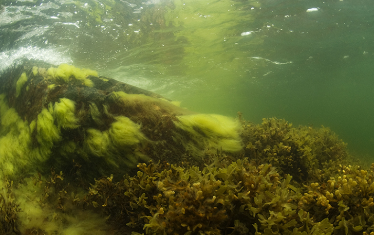 Algbältet i Östersjön: grönslickens tofsar närmast ytan och blåstångsruskorna längre ner. Foto: Nick