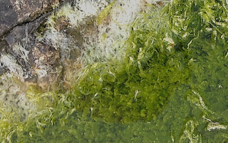 Tarmalgen är lik grönslick men växer ofta lite högre upp på klippan, i små vattensamlingar eller häl