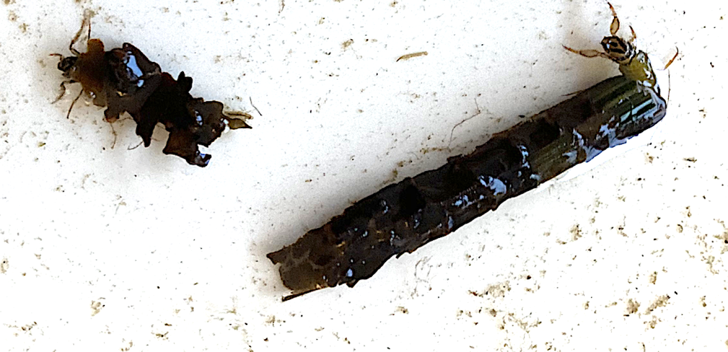 Nattsländans larver, på bilden ovan, bygger sina hus av tångbitar och olika vattenväxter. 