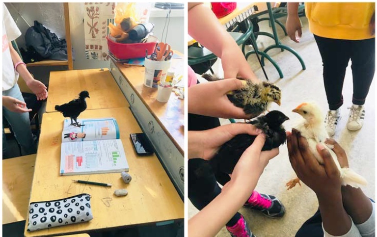 Photo from the LISMUS paper Chicken Raising in a Diverse Finnish Classroom: Multidimensional Sustain