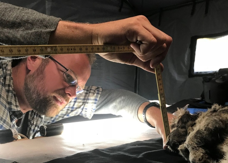 Love Dalén examines the cave lion Sparta. Photo: Jacquelyn Gill