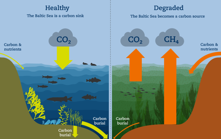 Graph illustrating how the Baltic Sea can act as a carbon sink or carbon source in different states