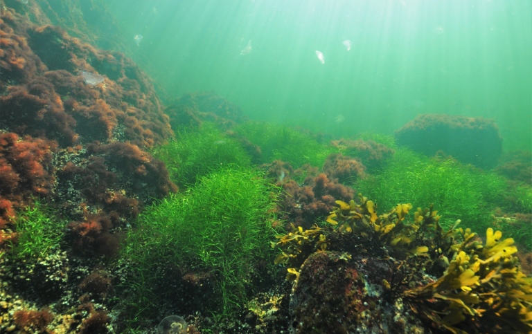 Healthy and diverse coastal ecosystems in the Baltic Sea