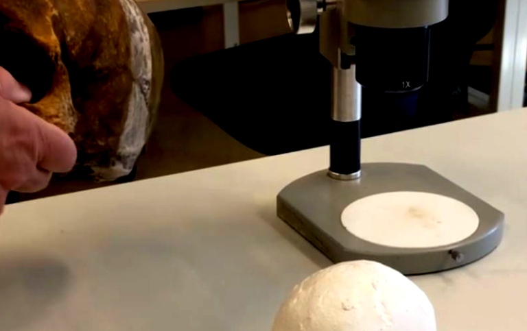 Kranium på ett bord bredvid microskop