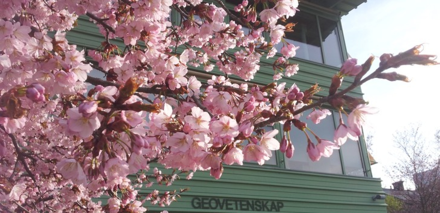 Cherry blossoms in front of the Geo-science building