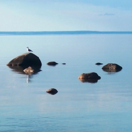 Måsar på sten i havet.