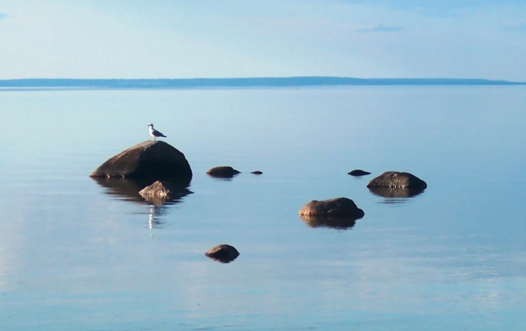 Seagulls on rocks in the sea