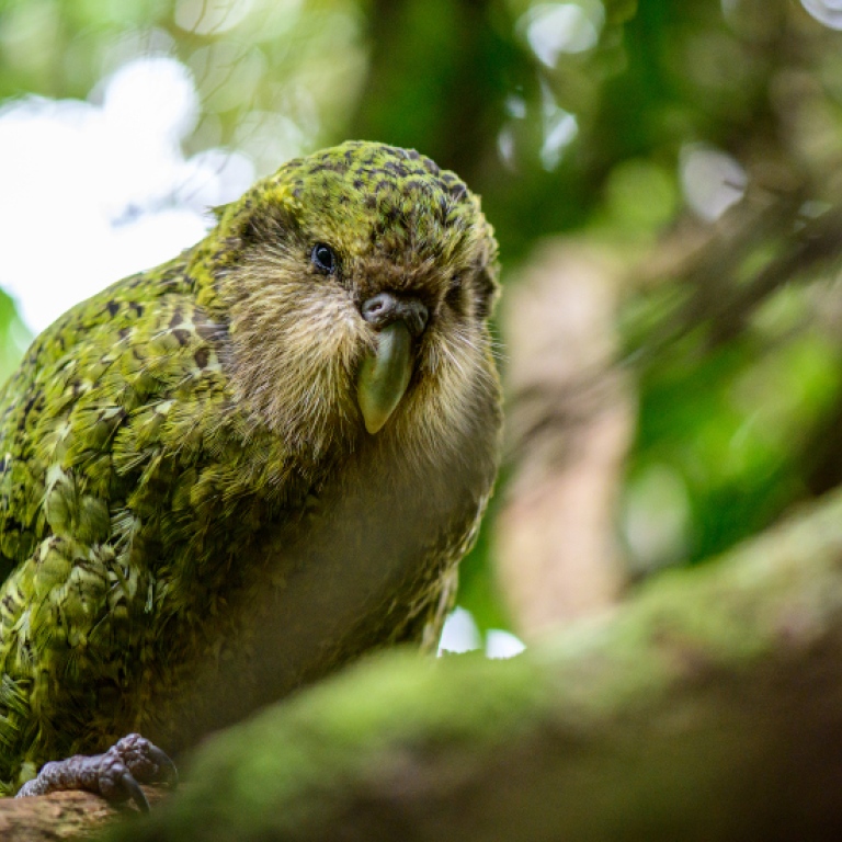 Kakapo