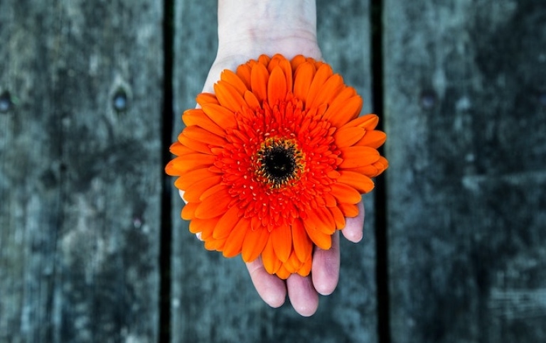 En hand håller en orange blomma.