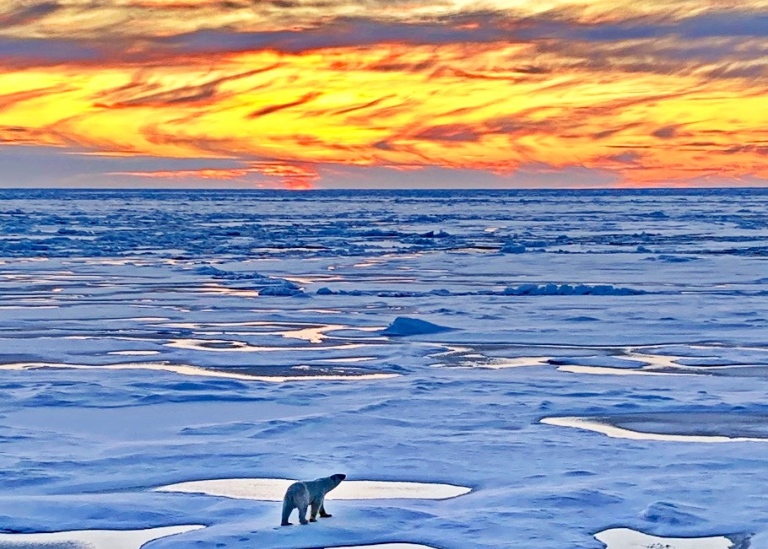 Polar bear on ice with frozen melt ponds and sunset. Photo: Sonja Murto