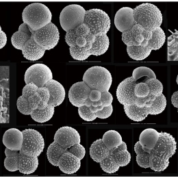 microscope images of planktonic foraminifera shells