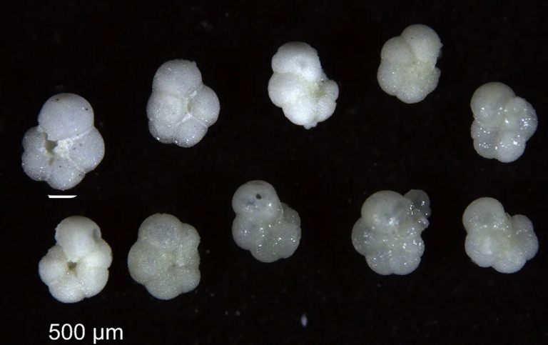 microscopic image, Eighteen-million-year-old planktonic foraminifera fossils from the Atlantic Ocean