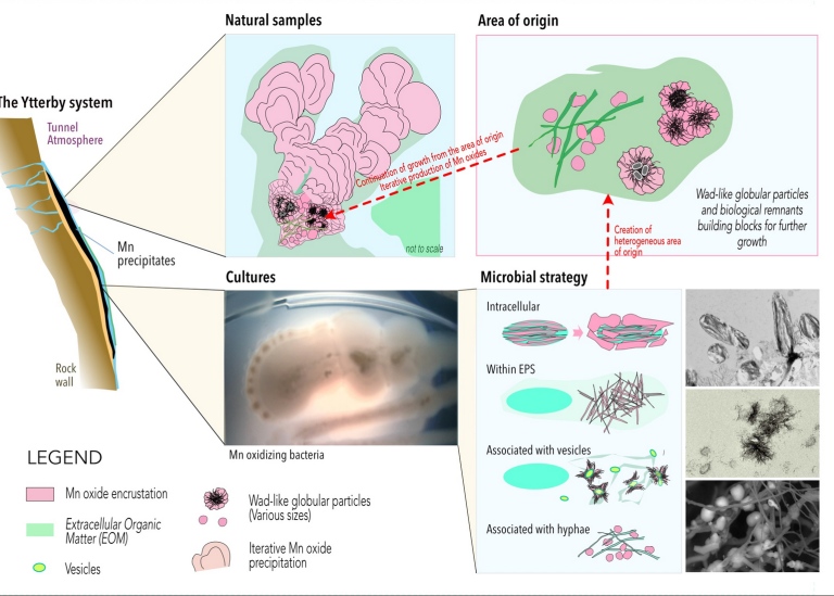 combination of different illustrations about microbe